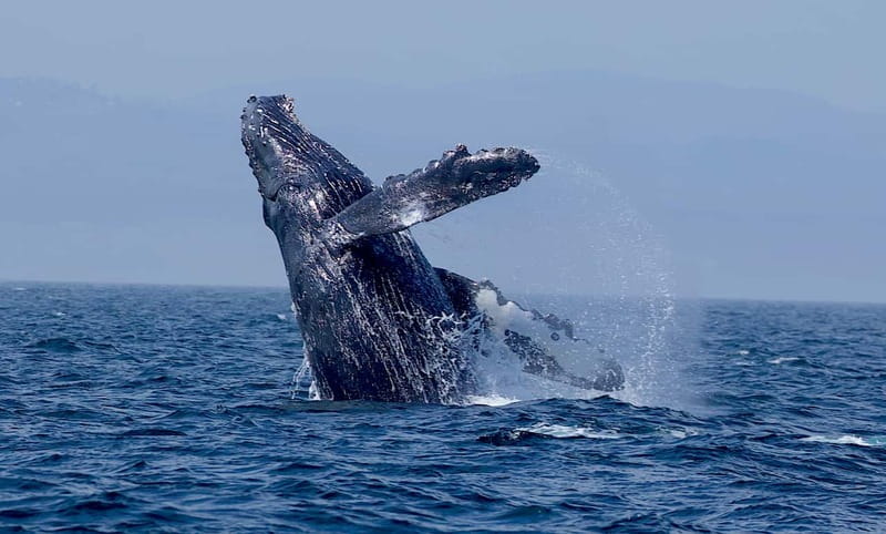 Victoria BC: 3-Hour Whale Watching Expedition - Booking tips for a smoother day