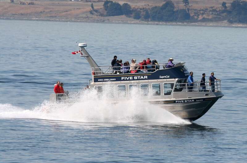 Victoria BC: 3-Hour Whale Watching Expedition - Why this Victoria whale tour is worth three hours