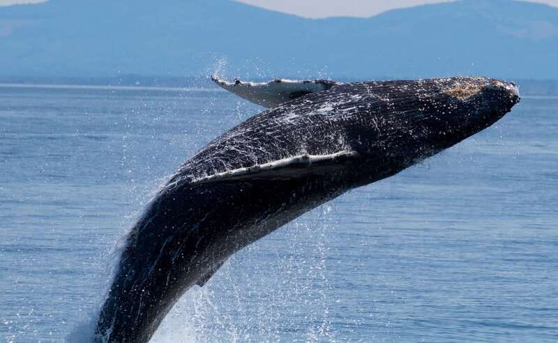 Victoria BC: 3-Hour Whale Watching Expedition - The catamaran: stable, but not motionless