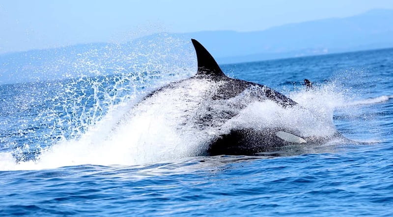 Victoria BC: 3-Hour Whale Watching Expedition - What you may see besides whales