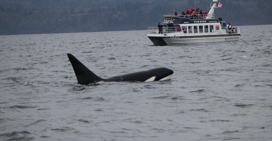 Victoria BC: 3-Hour Whale Watching Expedition - How the three-hour schedule feels