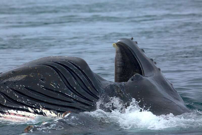 Victoria BC: 3-Hour Whale Watching Expedition - Price, value, and the right kind of expectation
