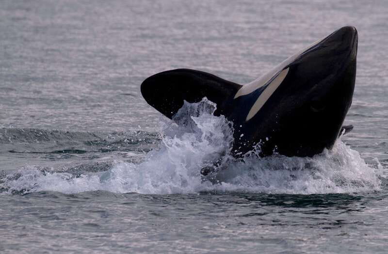 Victoria BC: 3-Hour Whale Watching Expedition - Boarding beside the Fairmont Empress