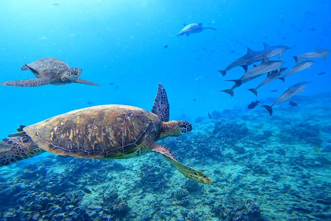 Waikiki Catamaran Escape: Snorkel with Turtles & Water Sports Fun - How the $120.69 price works out