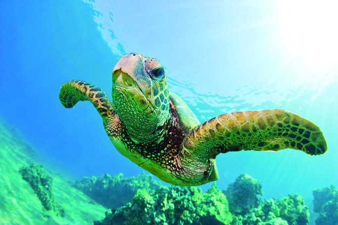 Waikiki Catamaran Snorkel Sail with Lunch: Turtles Guaranteed - A comfortable ride aboard the Honu Lani