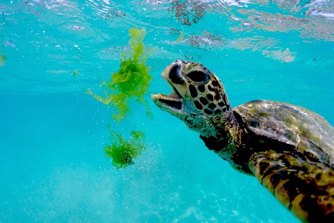 Waikiki Catamaran Snorkel Sail with Lunch: Turtles Guaranteed - Snorkeling for confident swimmers and beginners