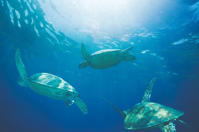 Waikiki Catamaran Snorkel Sail with Lunch: Turtles Guaranteed - Lunch, drinks, and the difference between departures