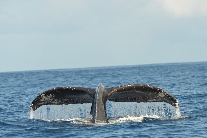 Waikiki Sunset Cruise Catamaran Boat Tour on Oahu - Wildlife sightings, with realistic expectations