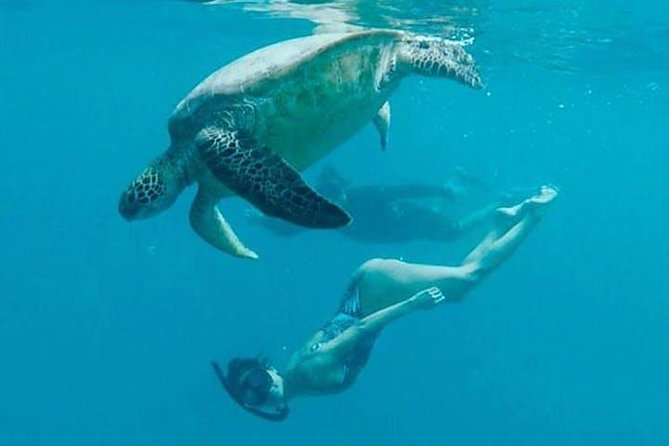 Waikiki Turtle Snorkel and Sail on Hawea Catamaran - Turtle Canyon, where the ocean life takes center stage