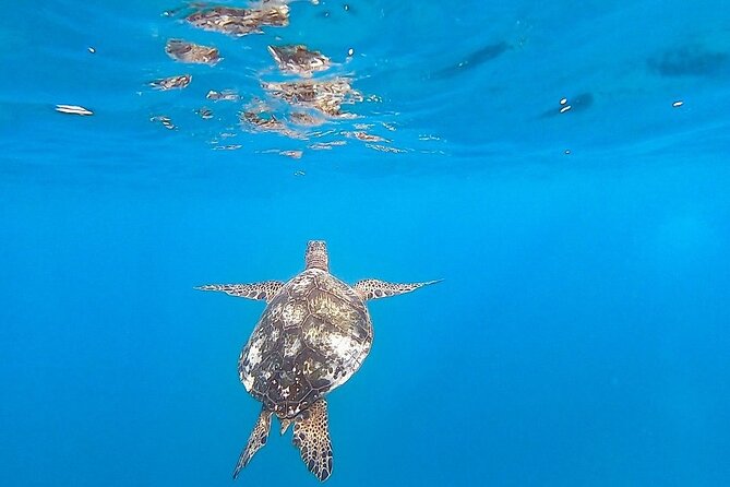 Waikiki Turtle Snorkel and Sail on Hawea Catamaran - Who will enjoy this Waikiki snorkel trip
