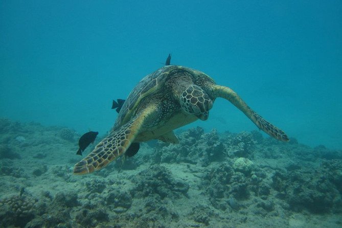 Waikoloa Catamaran Snorkel Sail Including Lunch - Lunch, tropical drinks, and time to relax