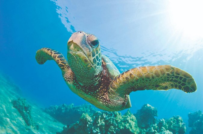Waikoloa Turtle Catamaran Snorkel Sail - Who will get the most from this trip