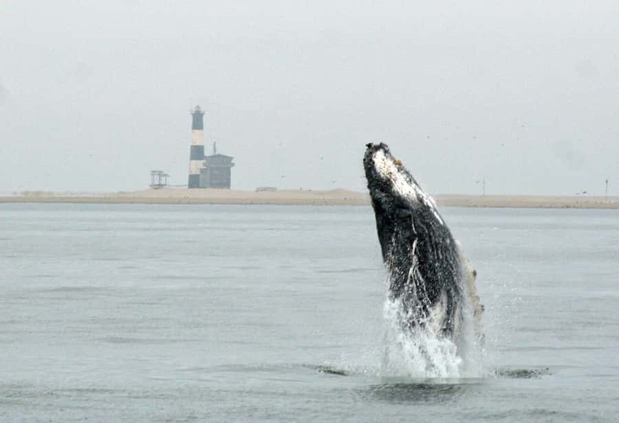 Walvis Bay: Marine Big 5 Luxury Catamaran Tour - Setting out from Walvis Bay Waterfront