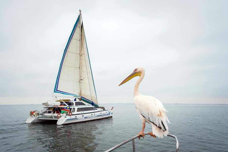 Walvis Bay: Marine Big 5 Luxury Catamaran Tour - Looking for dolphins beyond the point