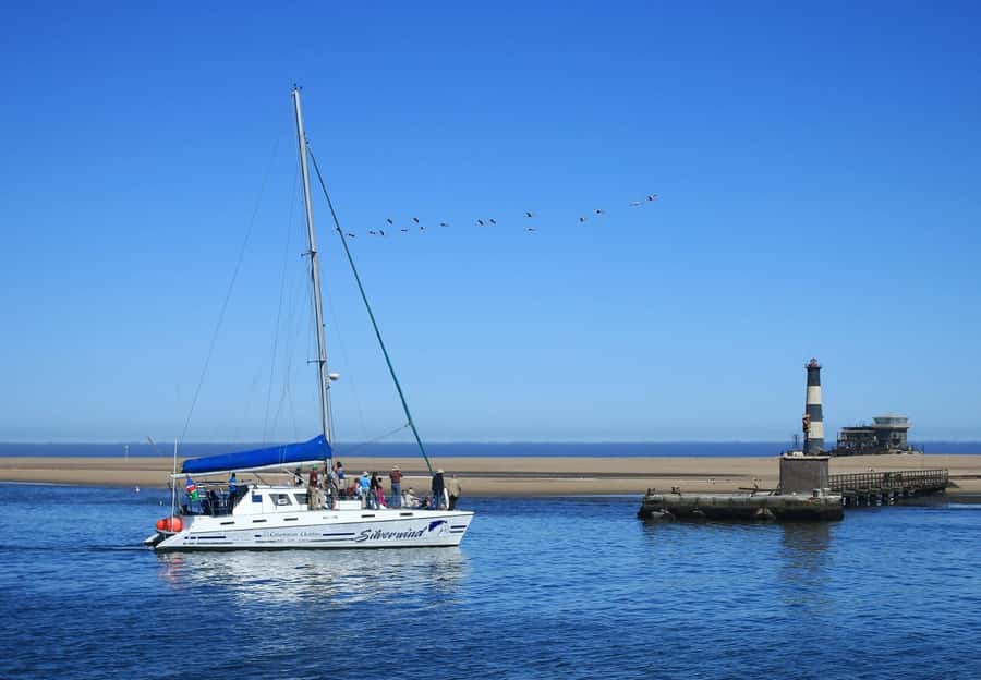 Walvis Bay: Marine Big 5 Luxury Catamaran Tour - Mola mola and leatherback turtles