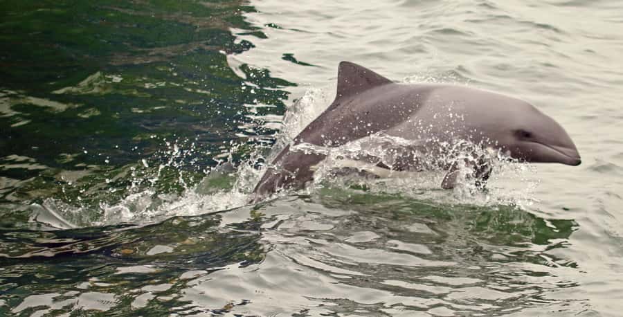 Walvis Bay: Marine Big 5 Luxury Catamaran Tour - Who should book this Walvis Bay cruise?