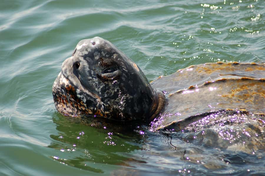 Walvis Bay: Marine Big 5 Luxury Catamaran Tour - Oyster farms, seabirds, and the approach to Pelican Point