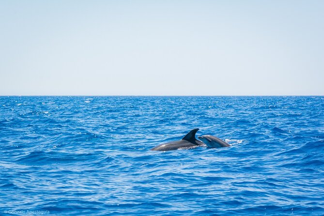 Whale & Dolphin Observation on Silent Catamaran with Hydrophone - Why a silent catamaran changes the outing