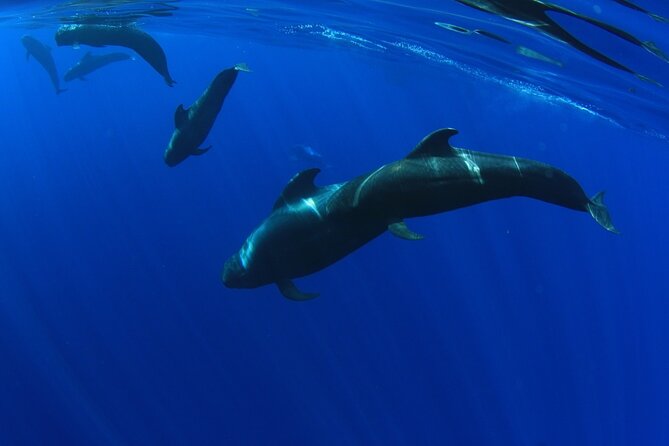 Whale watching and listening Eco-Catamaran Tour with Food Tasting - Sandwiches, drinks, and the onboard atmosphere