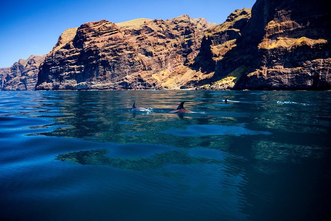 Whale Watching and Listening Eco Catamaran Tour with Food Tasting - Practical details that matter