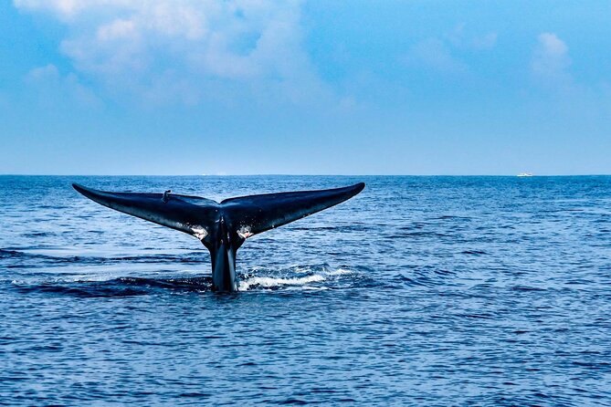Whale Watching in Trincomalee by Catamaran cruise - Breakfast served while the boat is underway