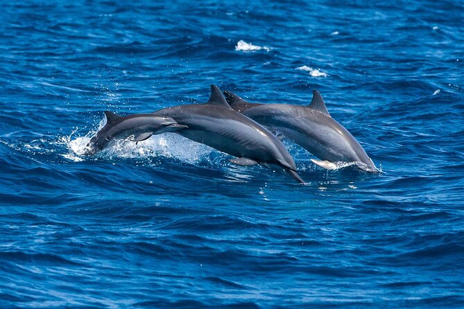 Whale Watching in Trincomalee by Catamaran cruise - Practical details for a smoother morning
