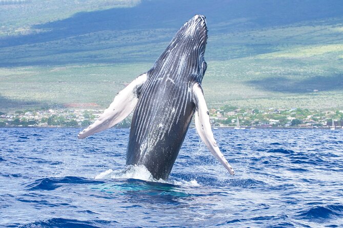 Whale Watching Tour on a Charming Hawaiian Catamaran From Maalaea - Why Maalaea is a strong place to watch whales