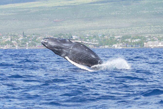 Whale Watching Tour on a Charming Hawaiian Catamaran From Maalaea - Hearing whale songs through the hydrophone