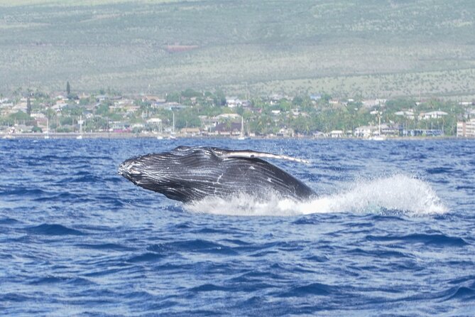Whale Watching Tour on a Charming Hawaiian Catamaran From Maalaea - Snacks, drinks, and the relaxed boat atmosphere