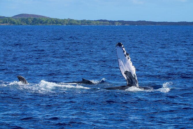 Whale Watching Tour on a Charming Hawaiian Catamaran From Maalaea - Timing, weather, and the best way to prepare