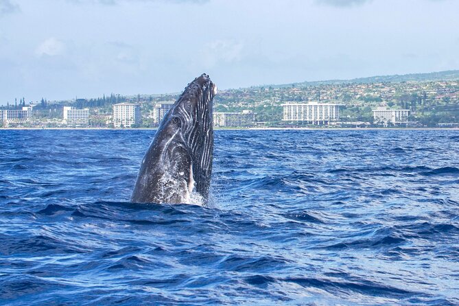 Whale Watching Tour on a Charming Hawaiian Catamaran From Maalaea - Who should book the Winona whale tour?