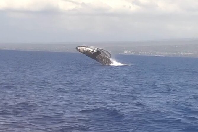 Whale Watching Tour on a Charming Hawaiian Catamaran From Maalaea - The first 30 minutes: leaving the harbor and scanning the water
